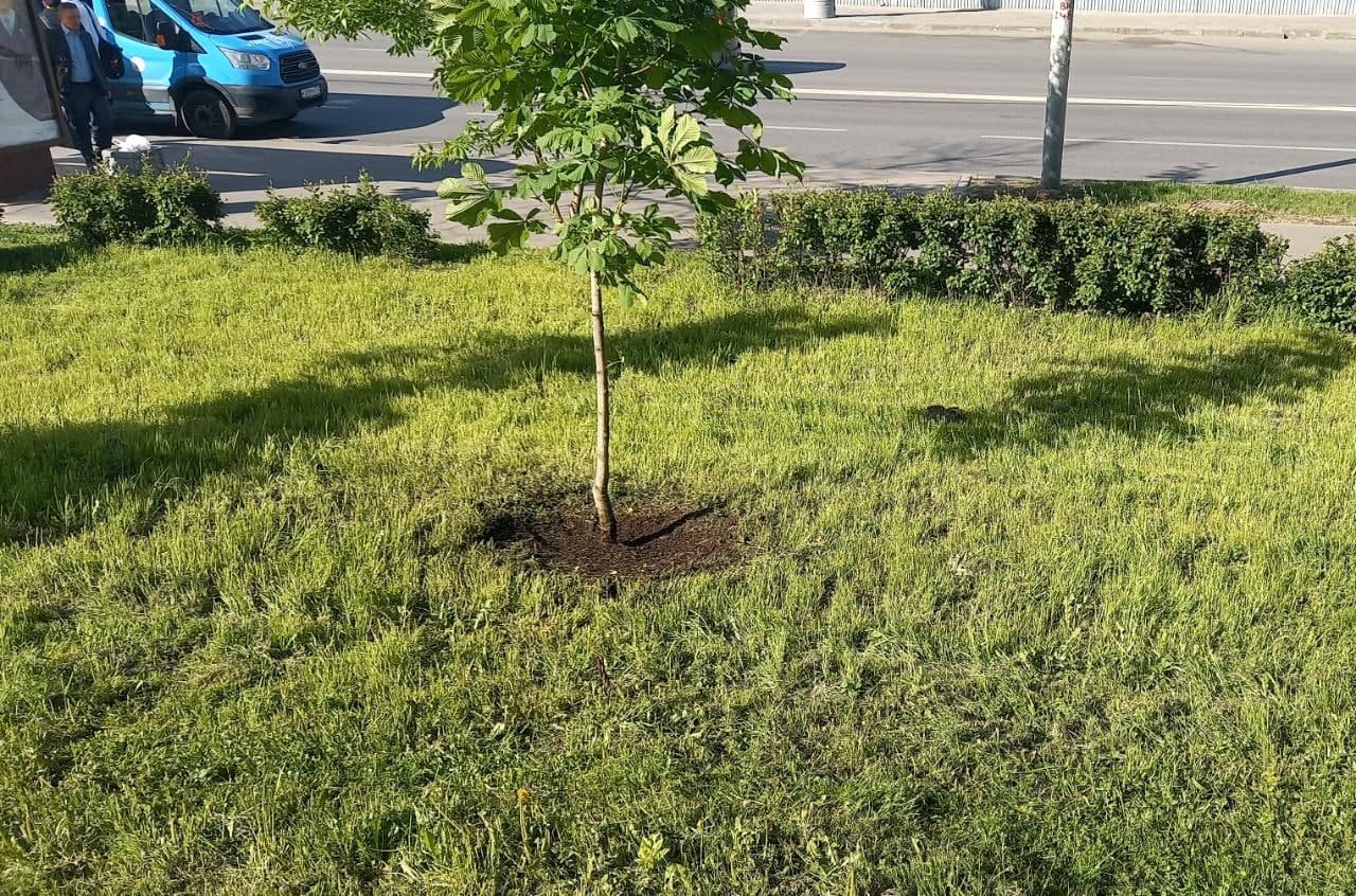 Возле дома на Полбина ликвидировали кусты борщевика | 03.06.2021 | Москва -  БезФормата